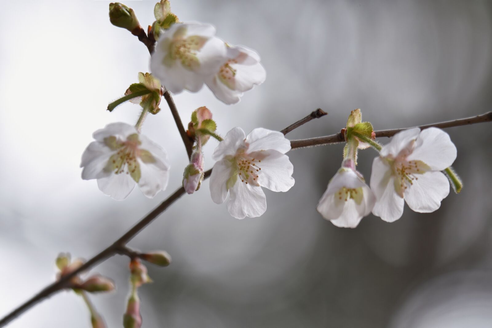 Nikon D7200 sample photo. Natural, landscape, plant photography