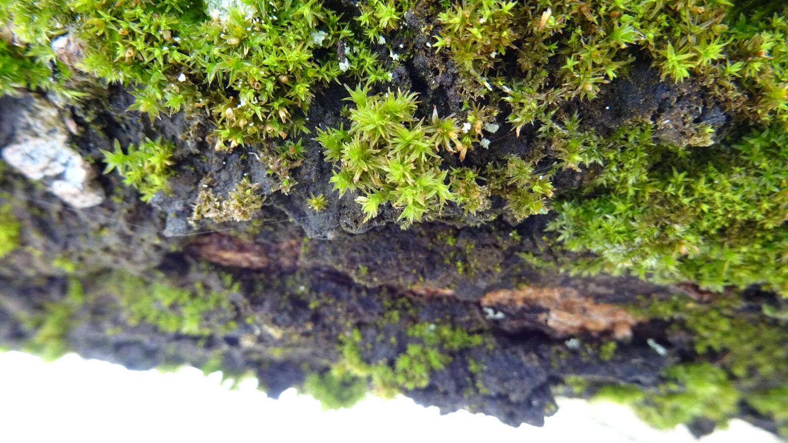 Sony DSC-HX60 sample photo. Moss, tree, nature photography