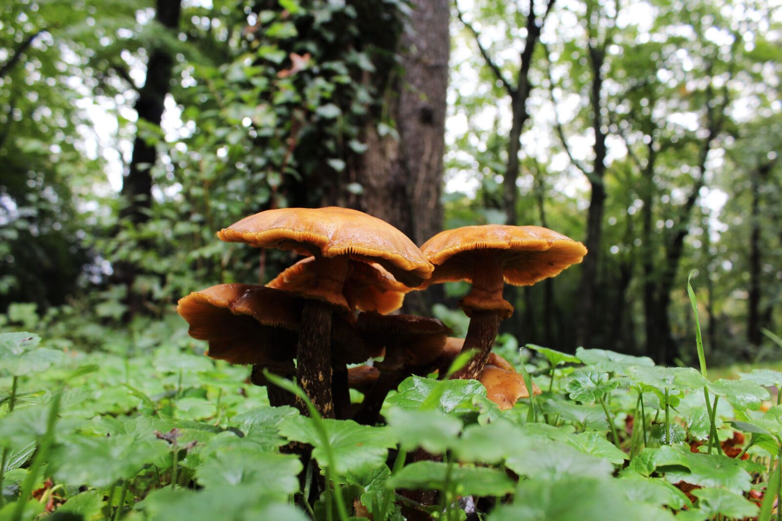 Canon EOS 4000D (EOS Rebel T100 / EOS 3000D) sample photo. Mushroom, forest, autumn photography
