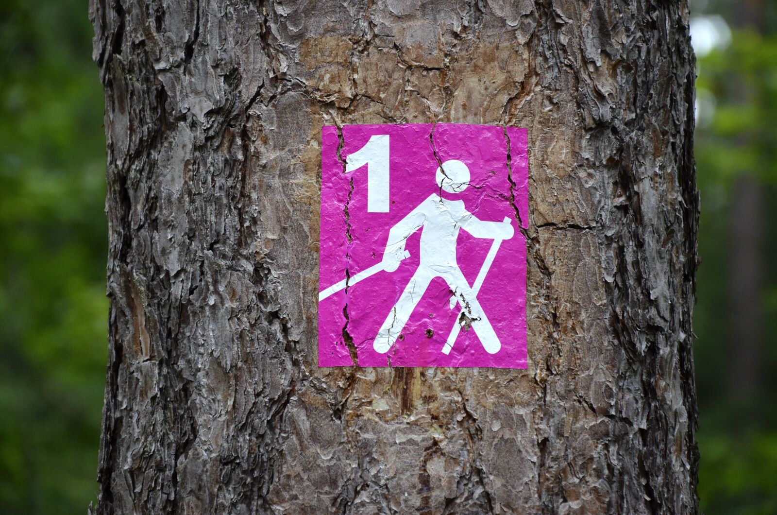 Nikon D5100 sample photo. Hiking, nordic walking, running photography