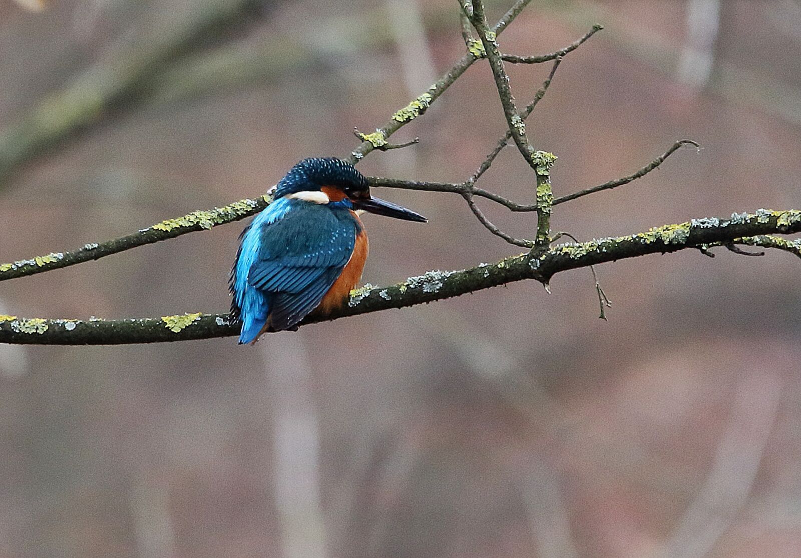 Canon EOS 700D (EOS Rebel T5i / EOS Kiss X7i) sample photo. Kingfisher, bird, nature photography