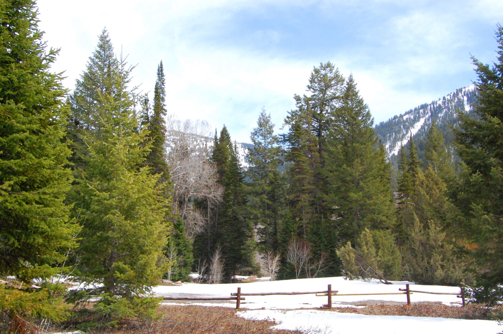 Nikon D40 sample photo. Landscape, winter, forest photography