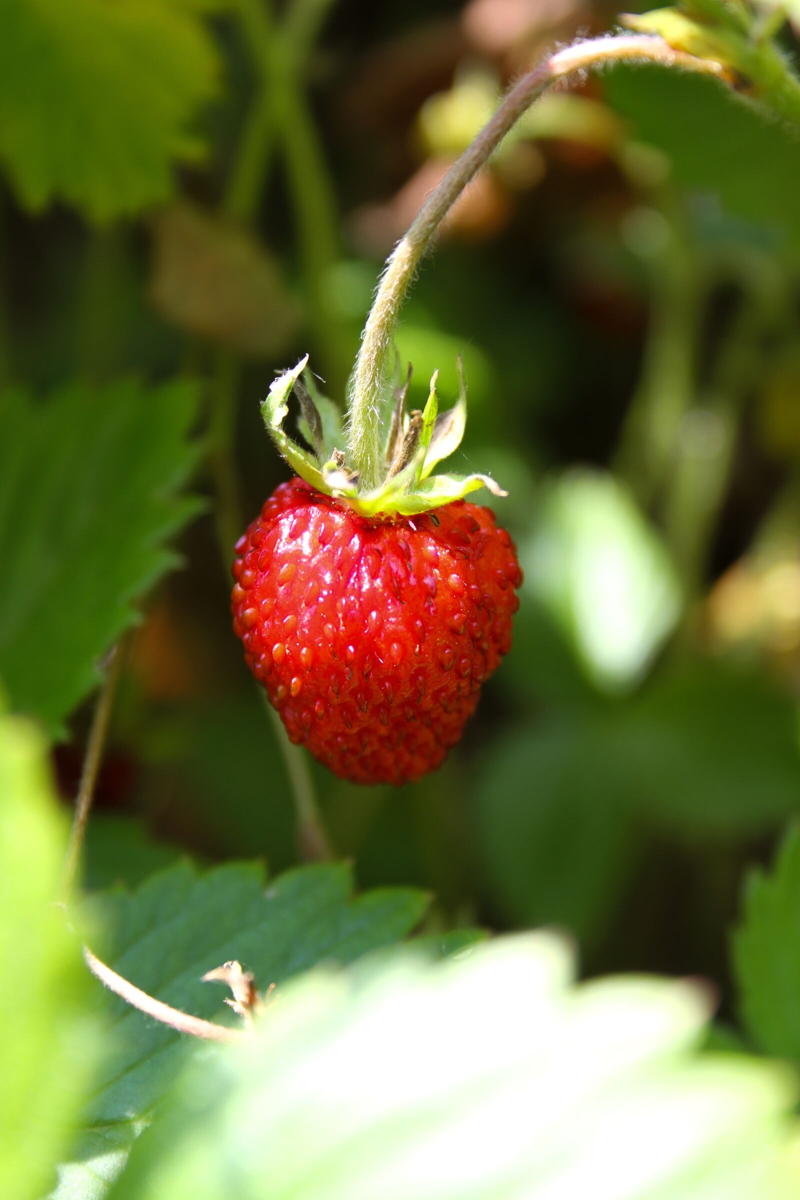 Canon EOS 7D + Canon EF-S 18-55mm F3.5-5.6 II sample photo. Strawberry, nature, floral photography