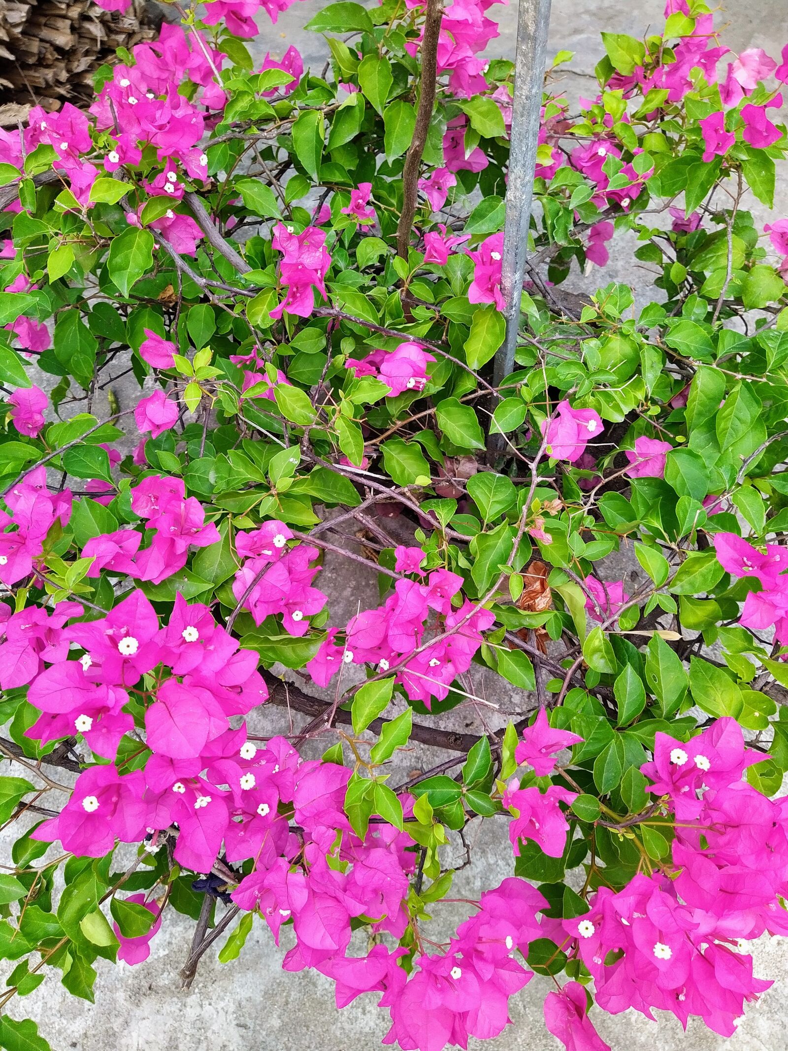 HMD Global Nokia 7.2 sample photo. Paper flower, flower, tree photography