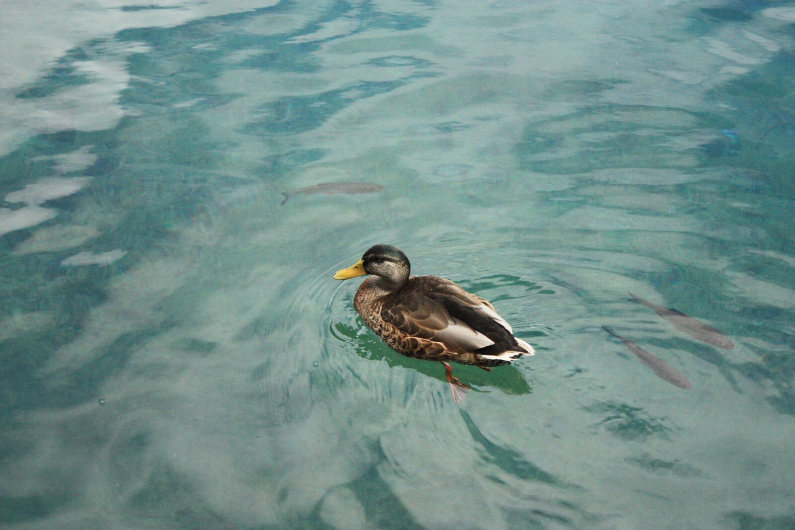 Canon EOS 450D (EOS Rebel XSi / EOS Kiss X2) sample photo. Duck, water, lake photography