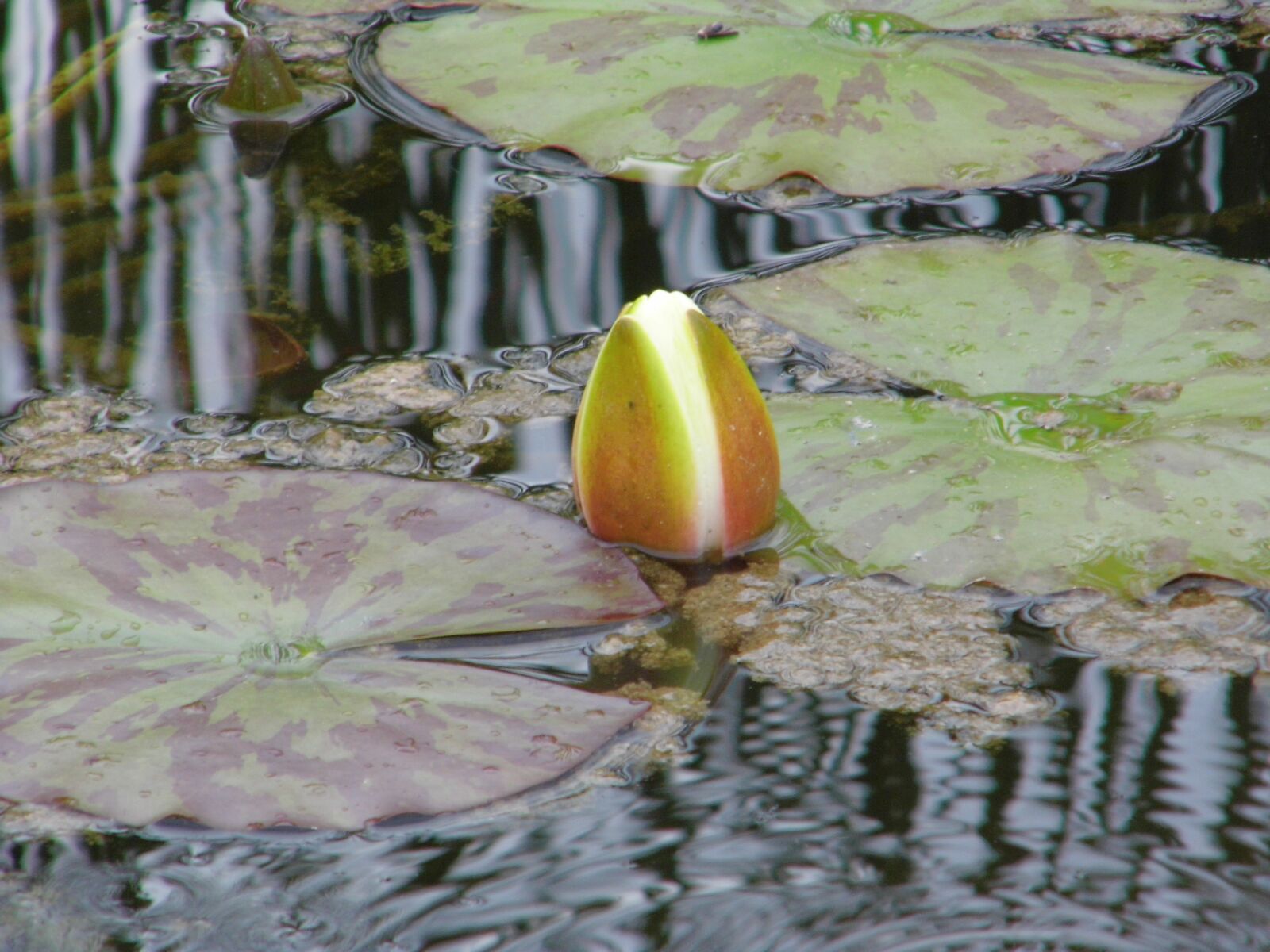 Benq GH600 sample photo. Lake rose, white water photography