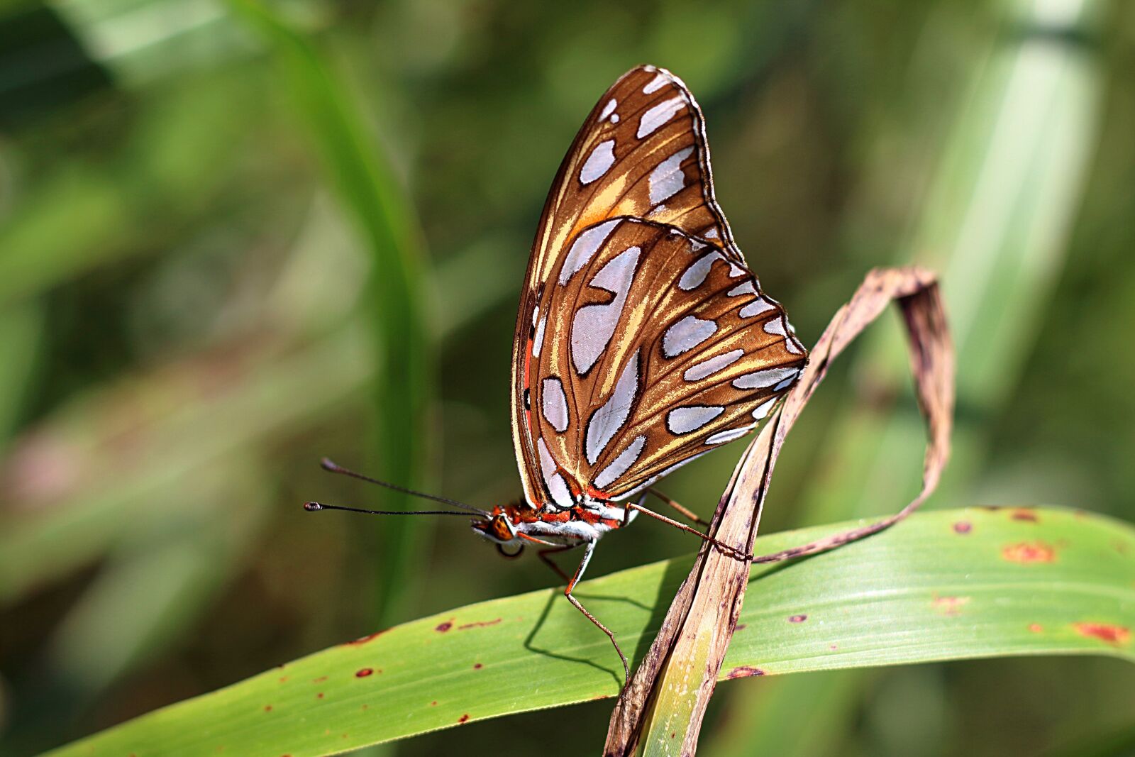 Canon EOS 700D (EOS Rebel T5i / EOS Kiss X7i) sample photo. Butterfly, insect, nature photography