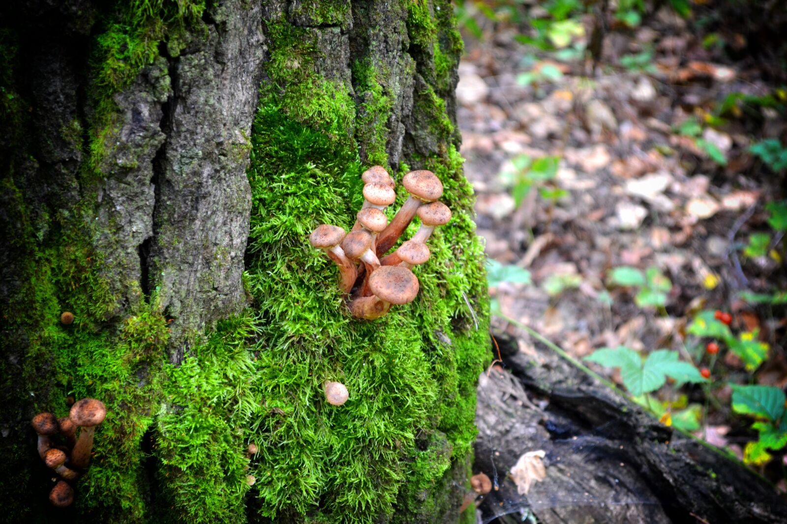 Nikon D3100 sample photo. Honey agaric, mushrooms, autumn photography