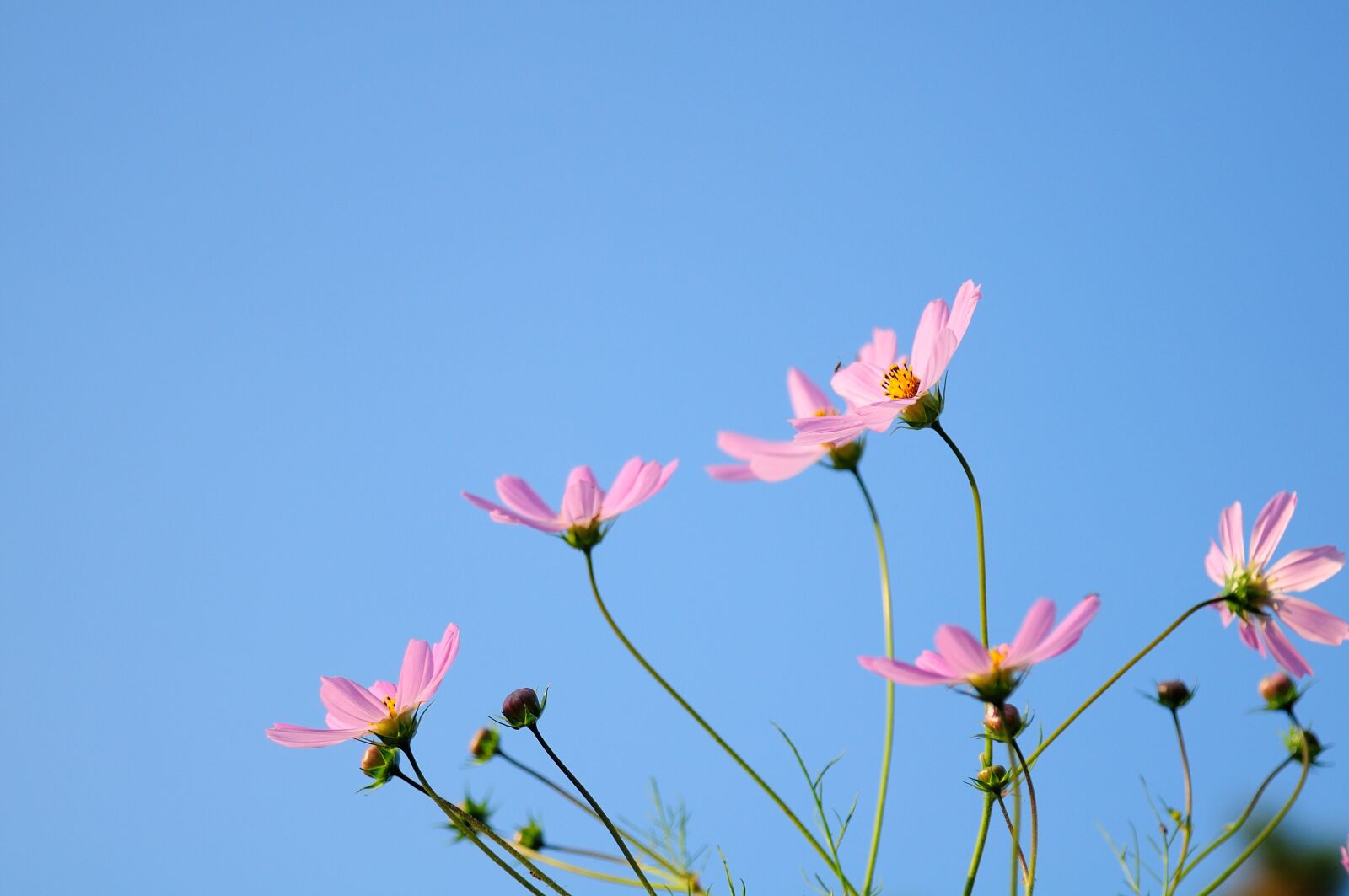 Nikon D300 sample photo. Cosmos, flowers, nature photography