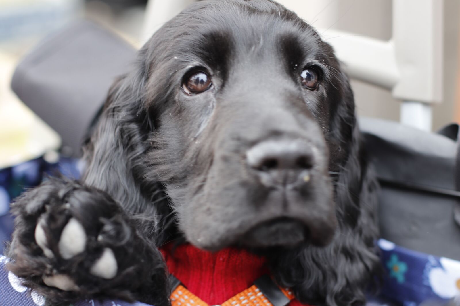Canon EF 50mm F1.4 USM sample photo. Dog, puppy, pet photography