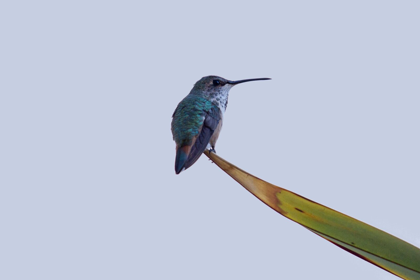 Canon EOS 7D sample photo. Hummingbird, birds, swifts photography
