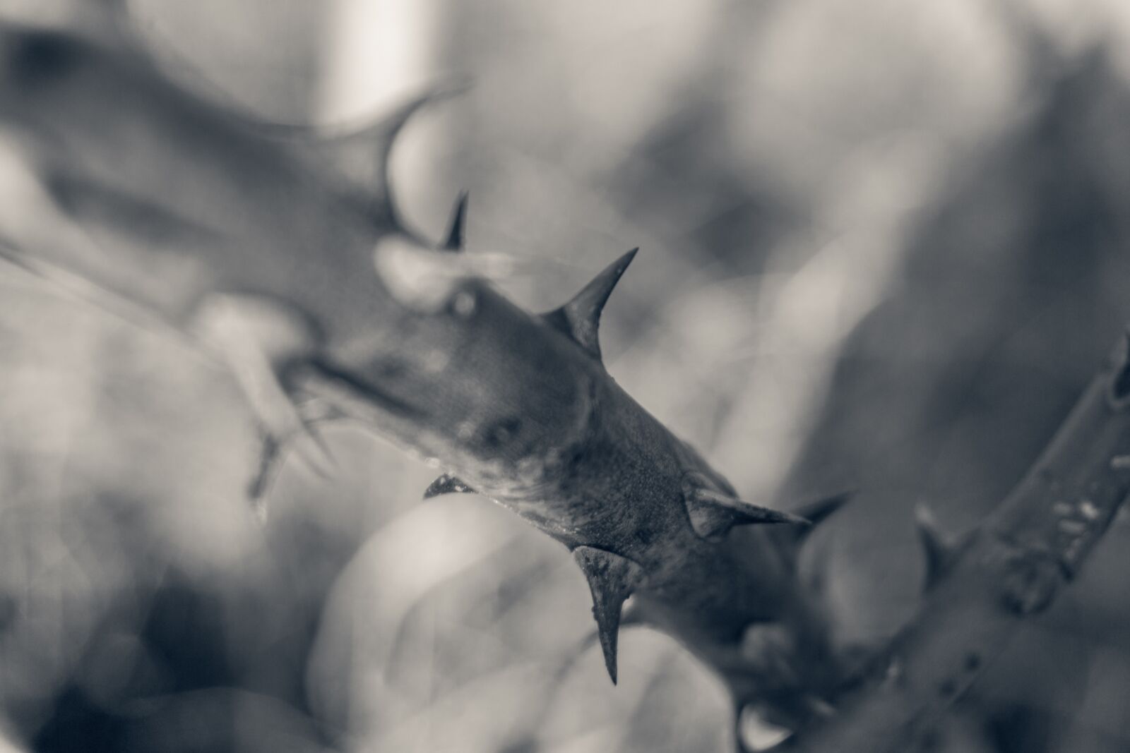 Sony a5100 sample photo. Nature, animal world, winter photography