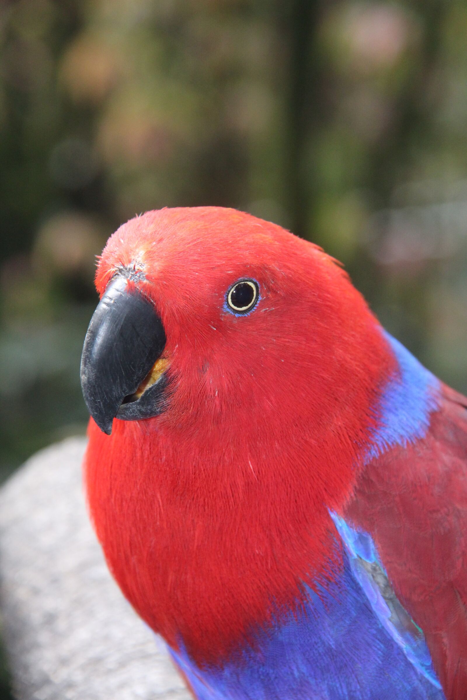 Canon EOS 650D (EOS Rebel T4i / EOS Kiss X6i) sample photo. Bird, parrot, nature photography