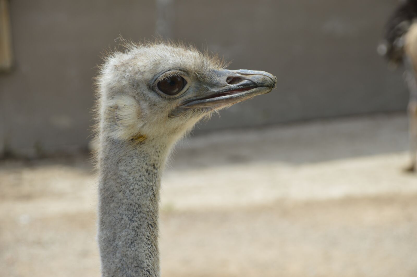 Nikon D3200 sample photo. Ostrich, bird, forest photography