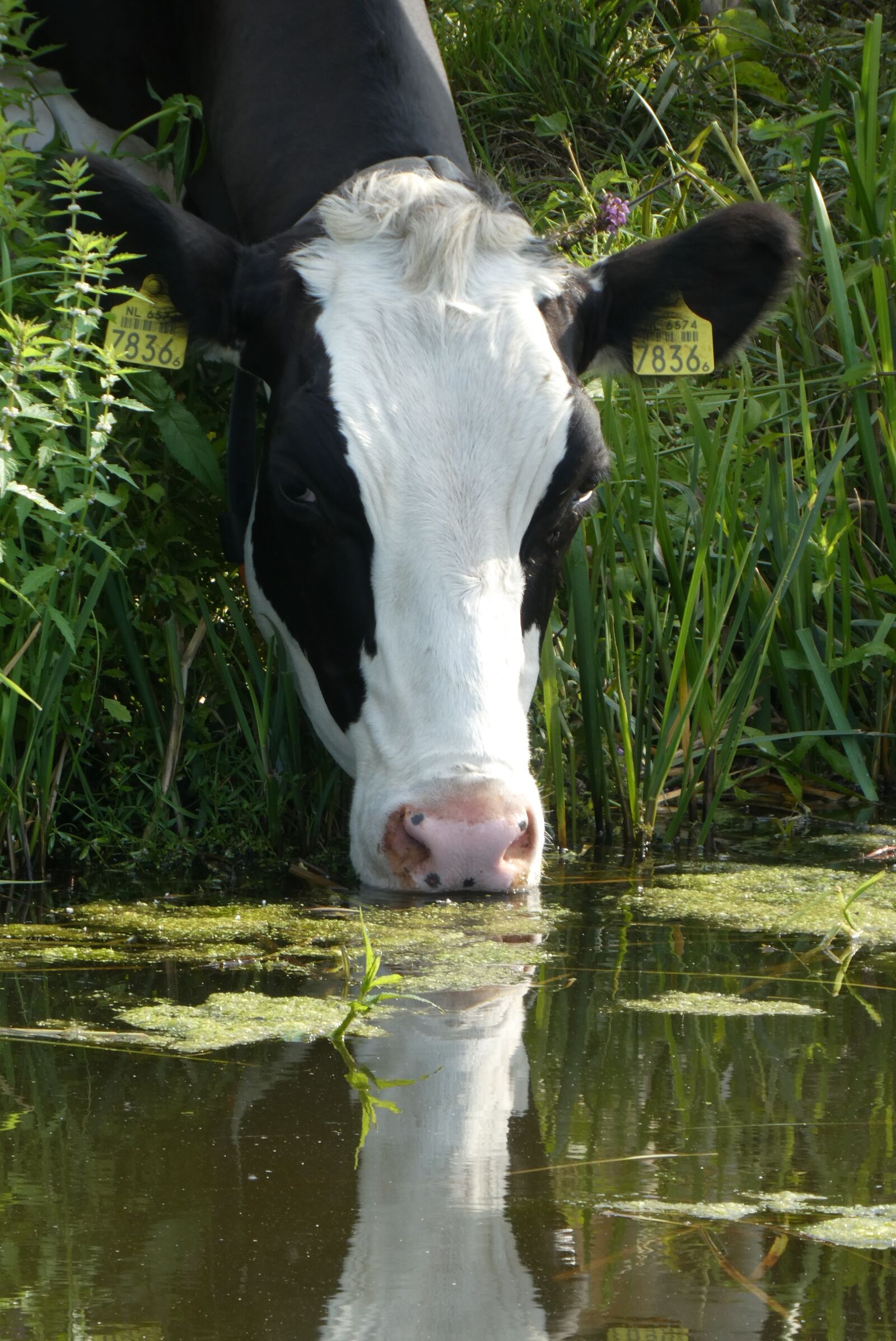 Panasonic Lumix DC-ZS70 (Lumix DC-TZ90) sample photo. Cow, drinking, ditch photography