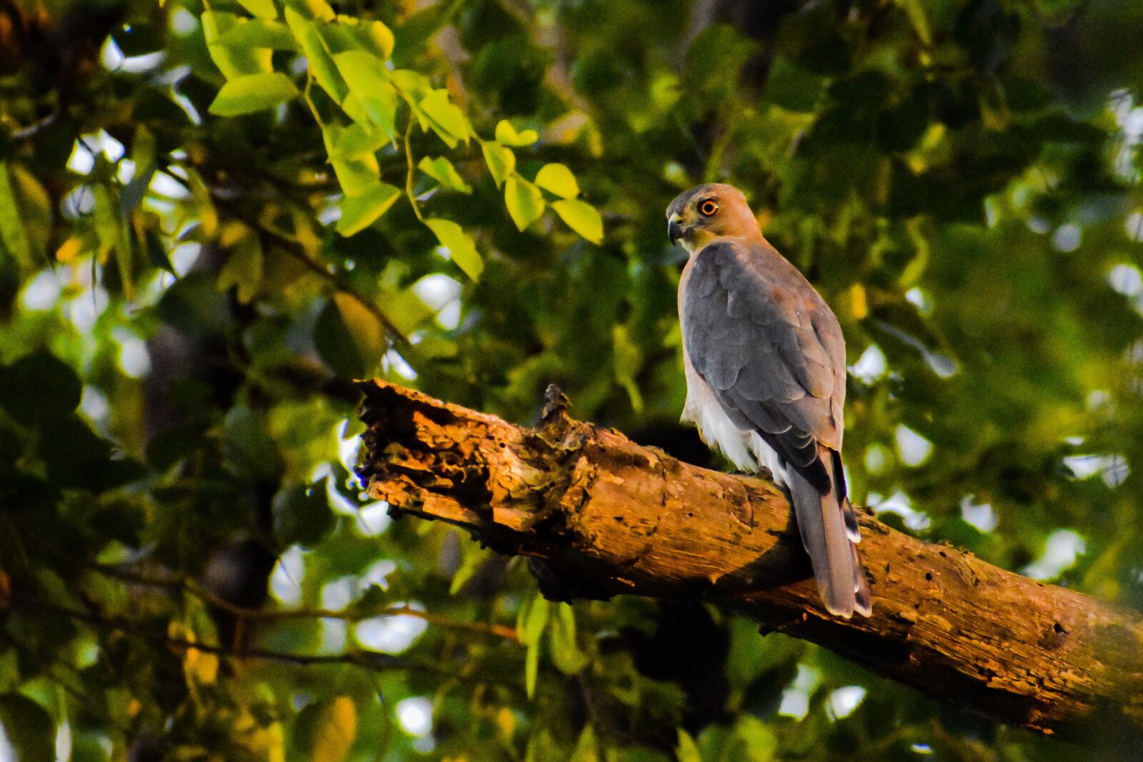 Nikon D5600 sample photo. Bird, bird of prey photography