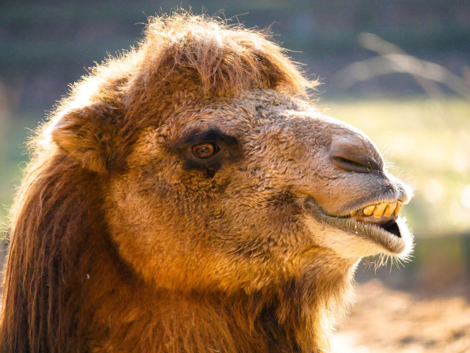 Panasonic DMC-G70 sample photo. Animals, camel, portrait photography