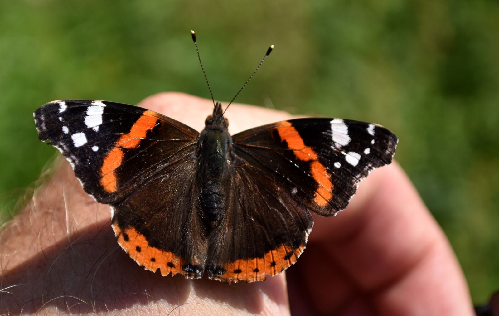 Nikon D5600 sample photo. Butterfly, admiral, insect photography