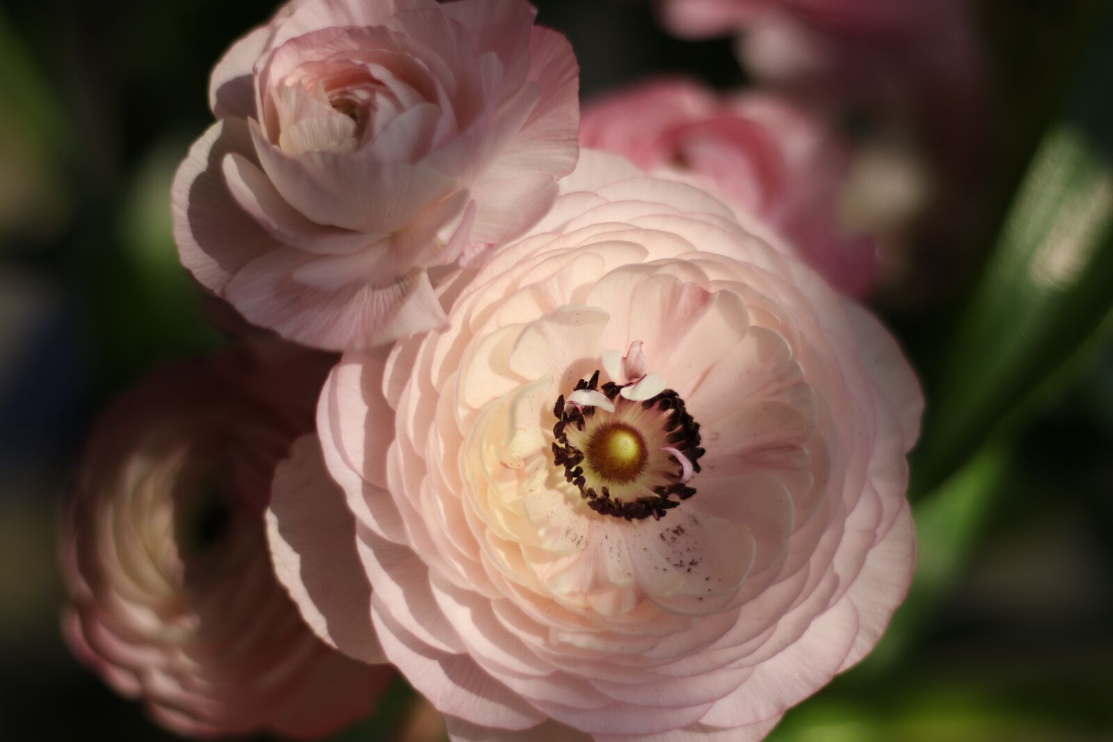 Canon EOS 7D Mark II sample photo. Flowers, buttercups, pink photography