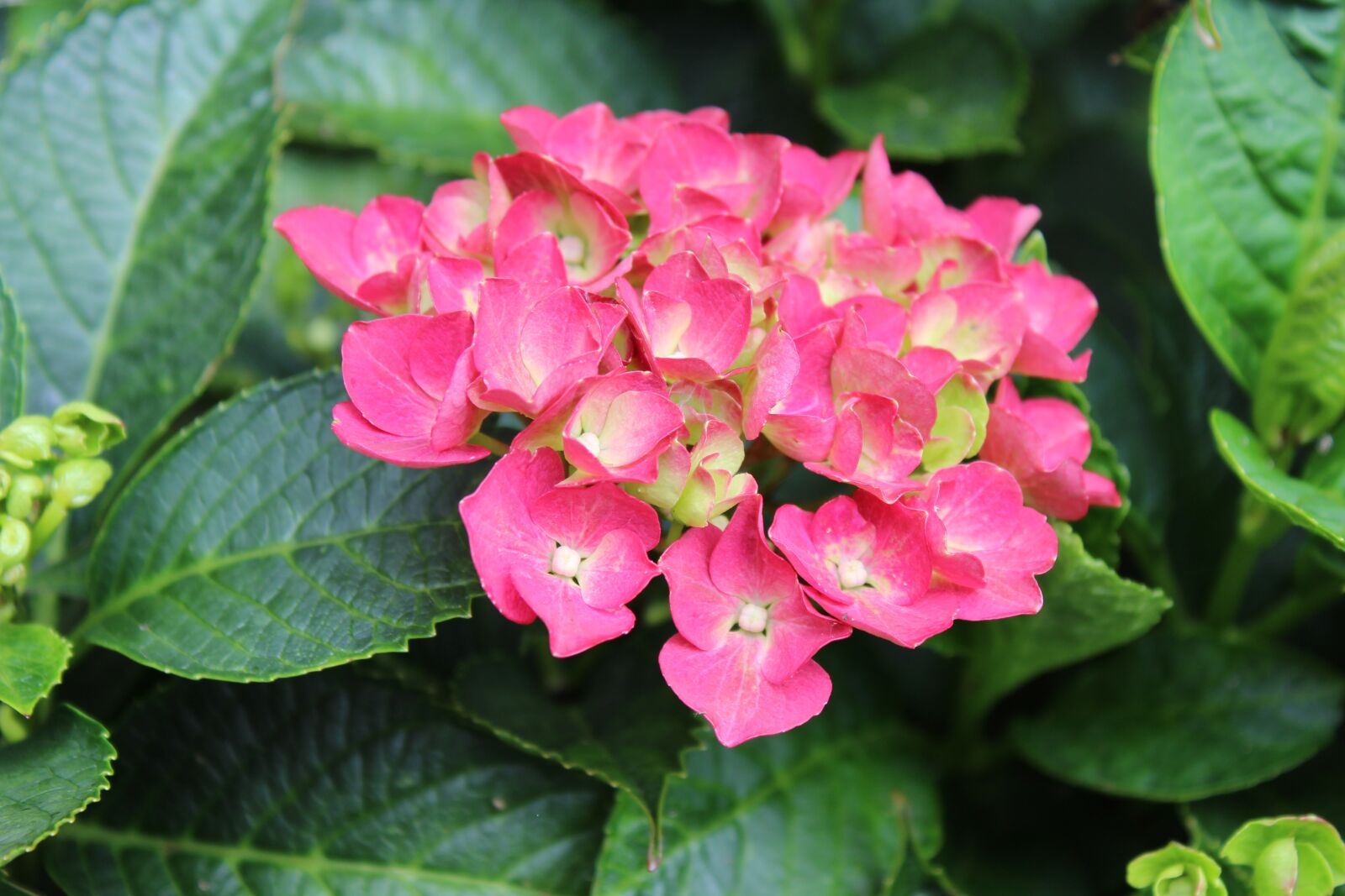 Canon EOS 1300D (EOS Rebel T6 / EOS Kiss X80) sample photo. Pink, flowers, bloom photography