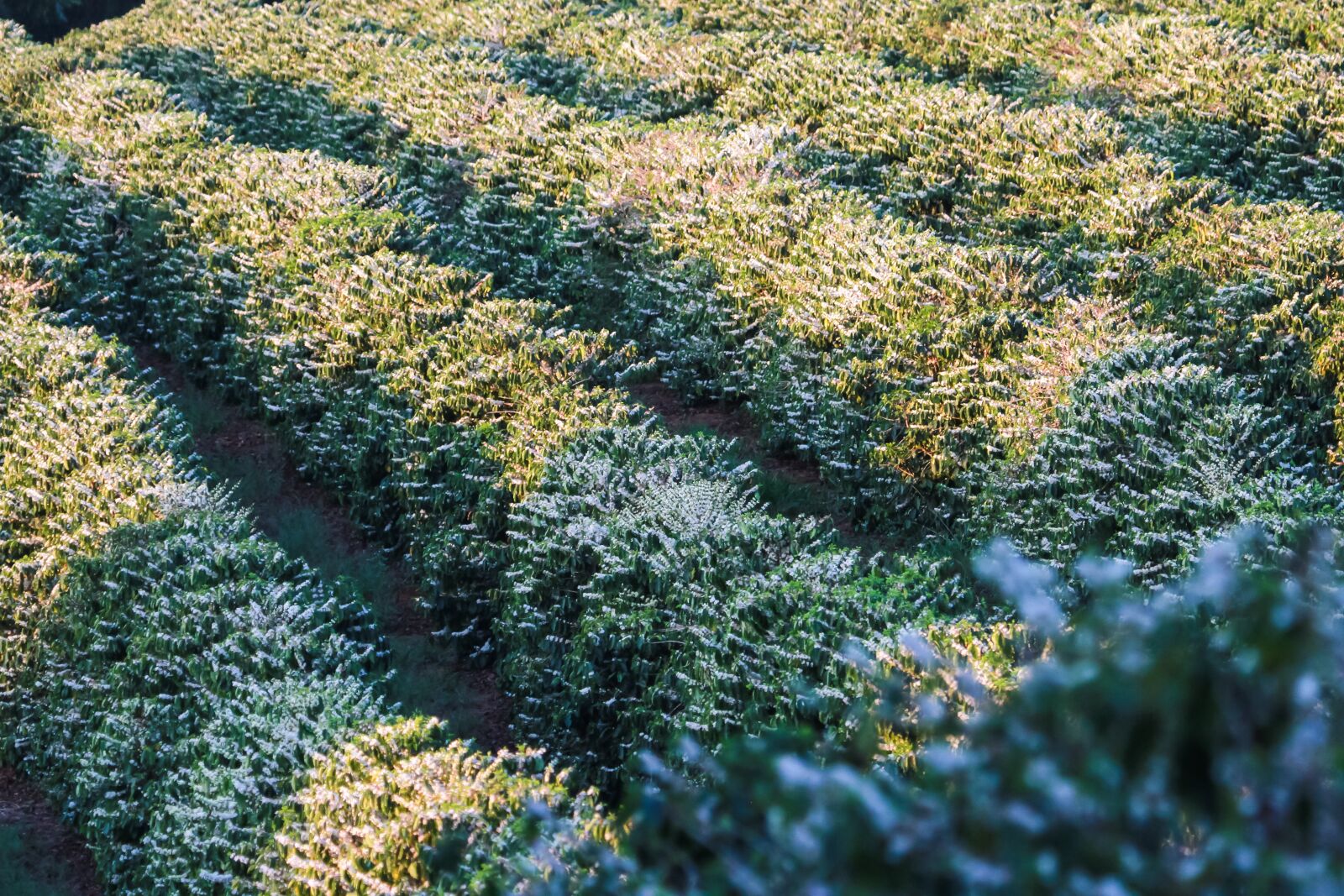 Canon EOS 7D sample photo. Coffee, coffee plantation, flowers photography