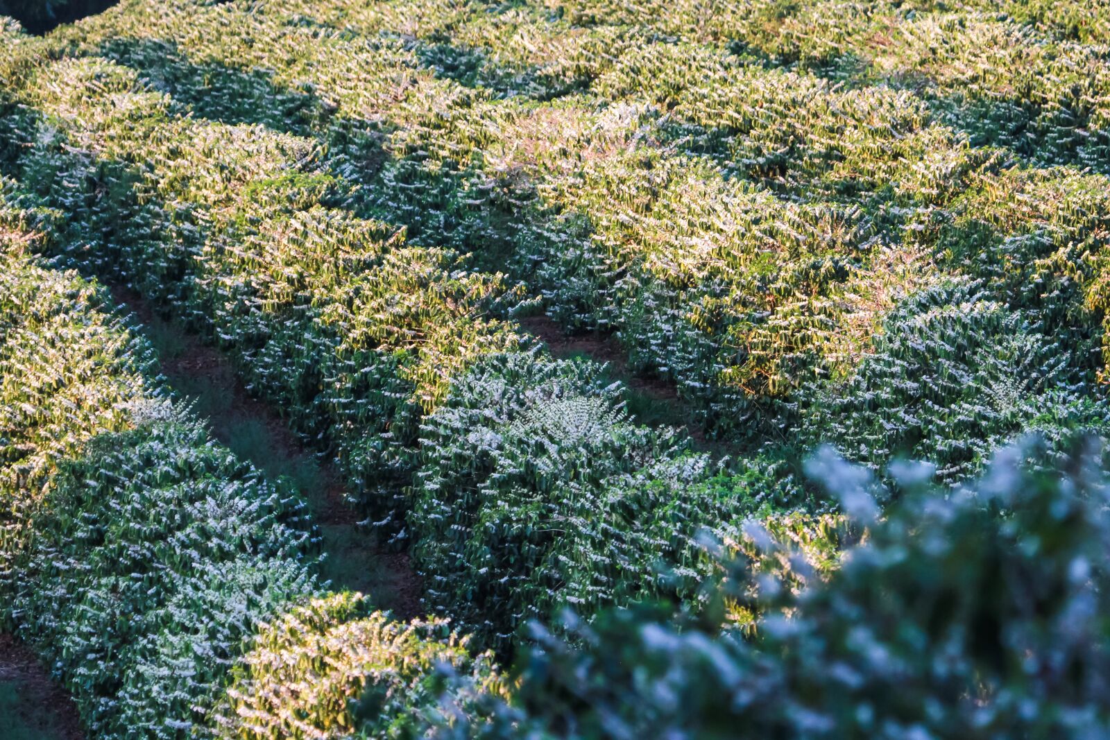 Canon EOS 7D + Canon EF 100-400mm F4.5-5.6L IS USM sample photo. Coffee, coffee plantation, flowers photography