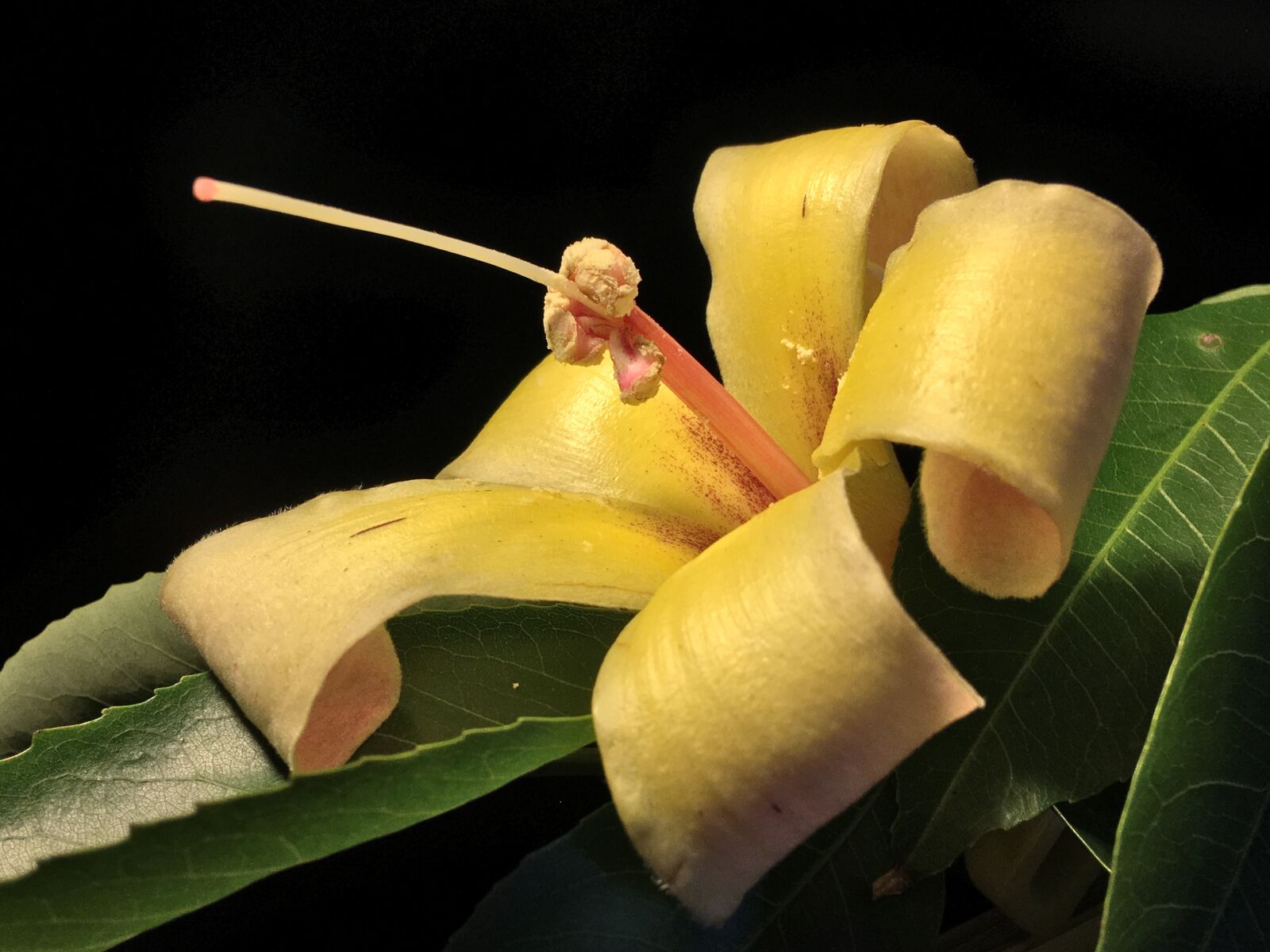 Apple iPhone 6s Plus sample photo. Yellow flower, pistils, stamens photography