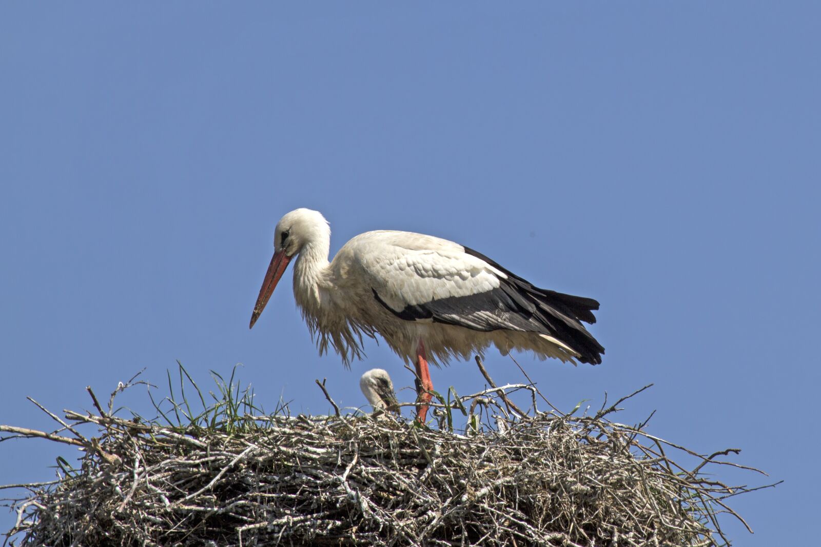 Canon EF 100-400mm F4.5-5.6L IS USM sample photo. Young stork, stork, storchennest photography