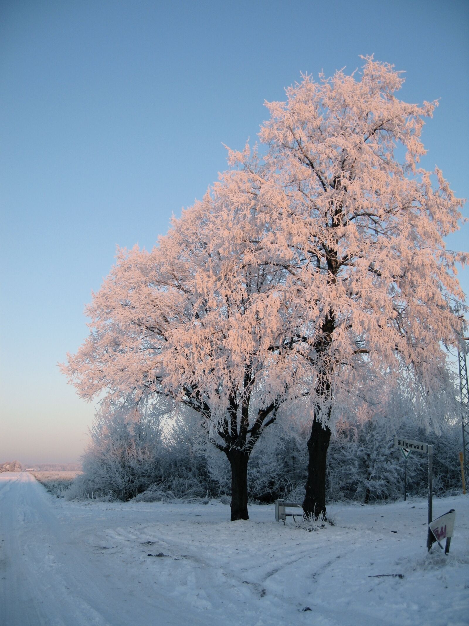 Canon DIGITAL IXUS 700 sample photo. Trees, snow, wintry photography
