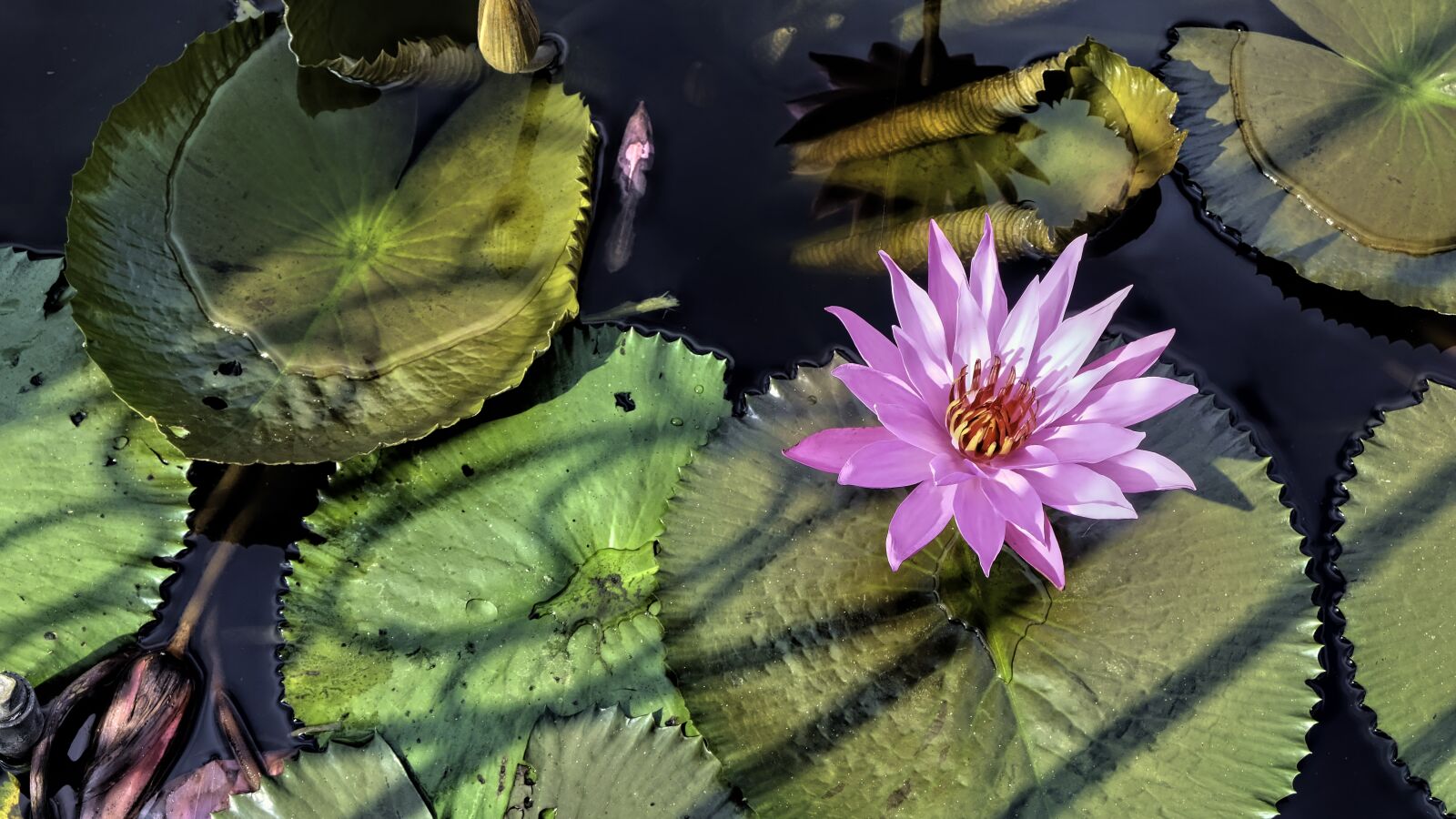 Fujifilm X-T20 sample photo. Lotus, flower, nature photography