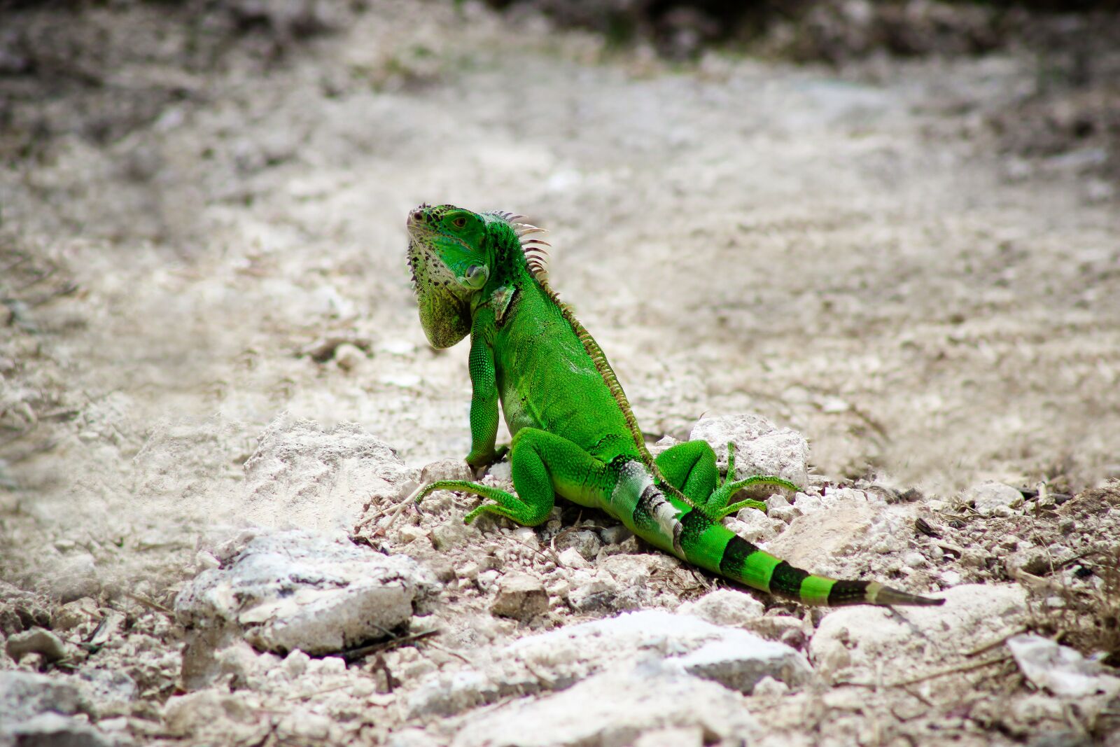 Canon EF 75-300mm f/4-5.6 sample photo. Iguana, nature, wildlife photography