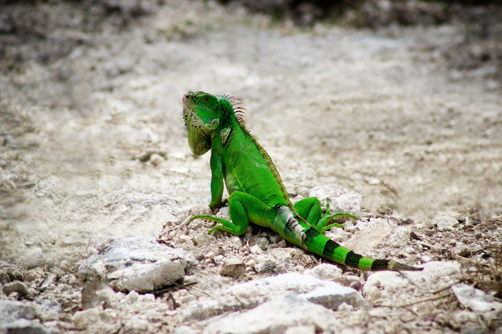 Canon EOS 600D (Rebel EOS T3i / EOS Kiss X5) + Canon EF 75-300mm f/4-5.6 sample photo. Iguana, nature, wildlife photography