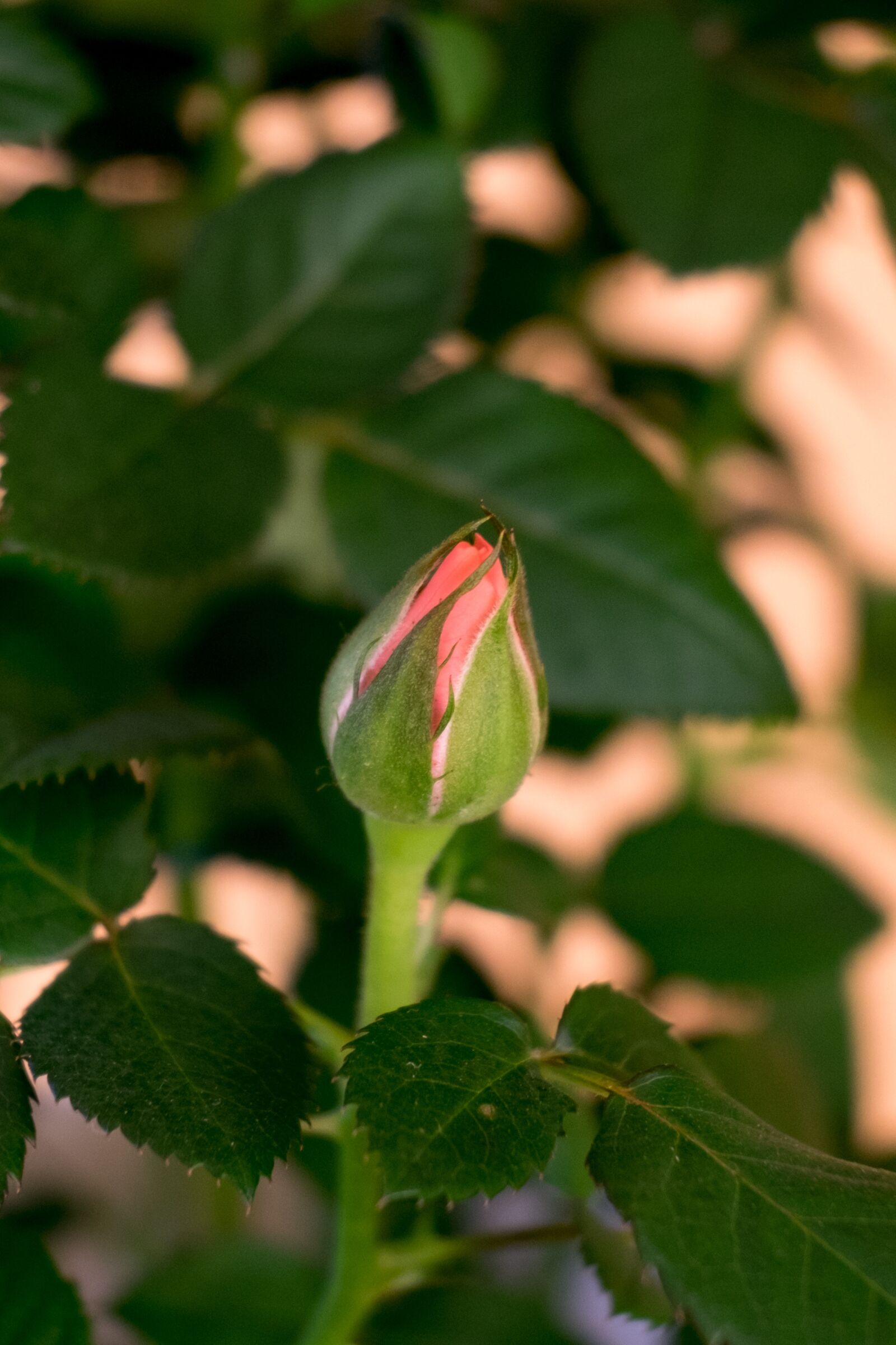 Fujifilm X-T10 sample photo. Rose, flower, potted photography