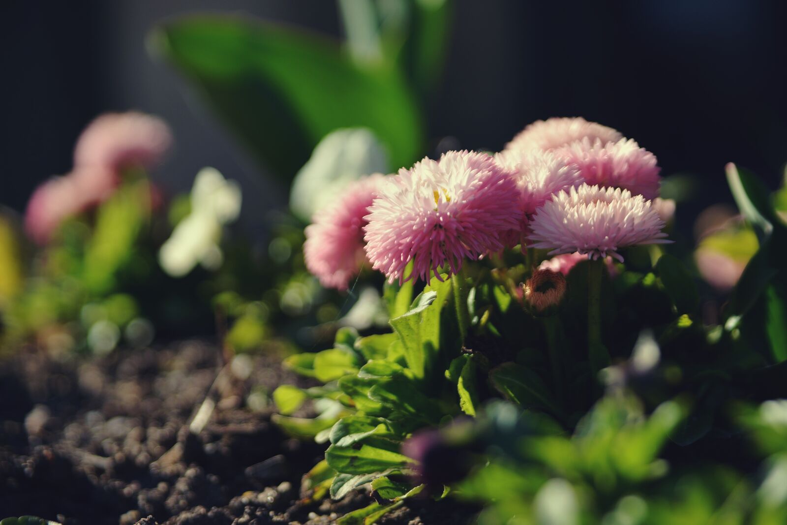 Nikon D610 sample photo. Flower, pink, spring photography
