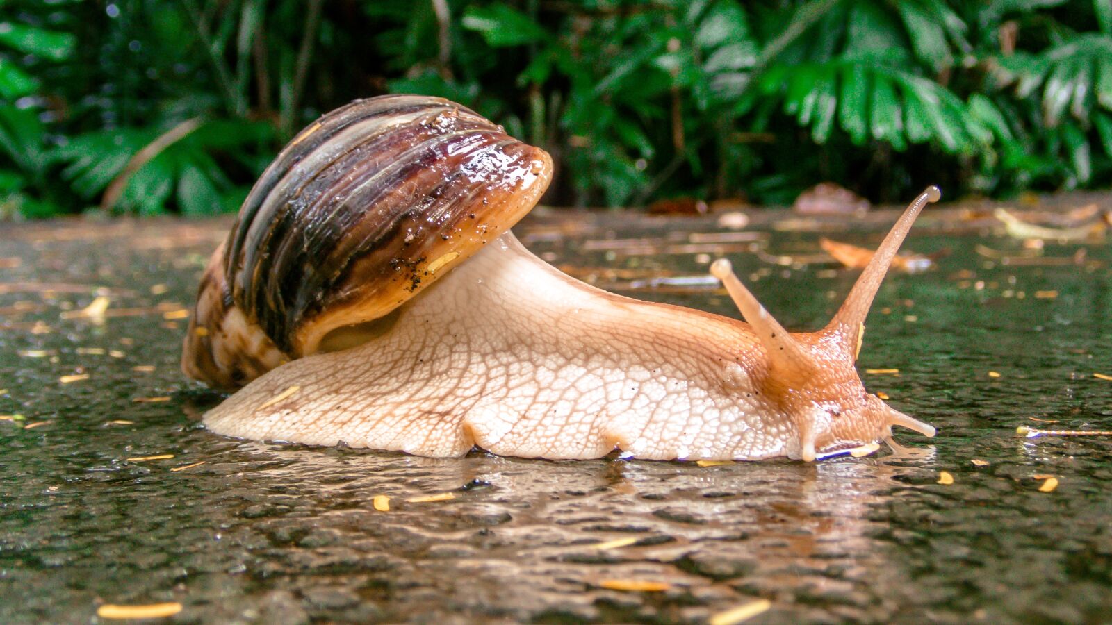 Olympus TG-5 sample photo. Snail, rain, alive photography