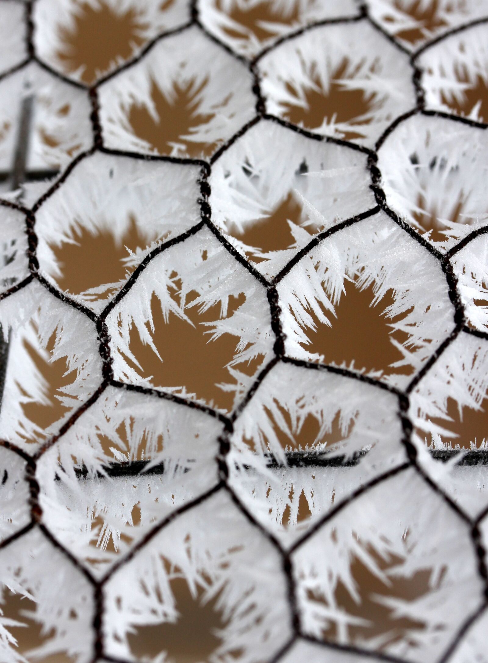 Canon EF-S 60mm F2.8 Macro USM sample photo. Fence, frozen, rime photography