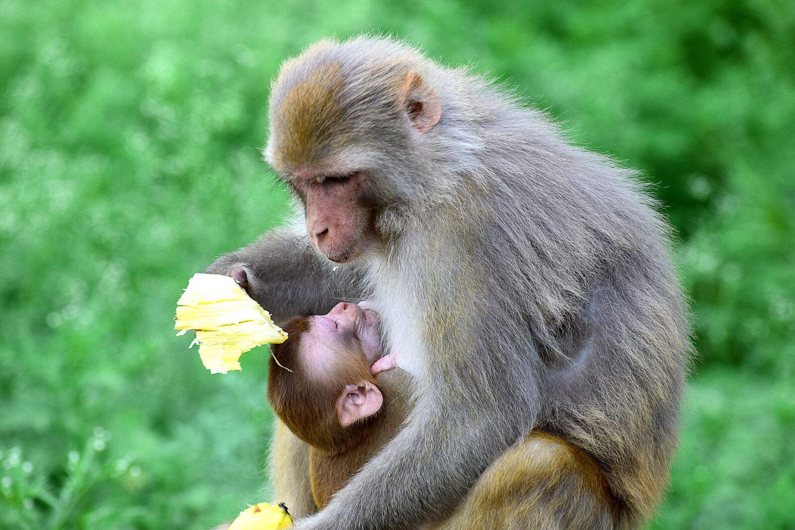 Nikon D3300 sample photo. Monkey, baby, ape photography