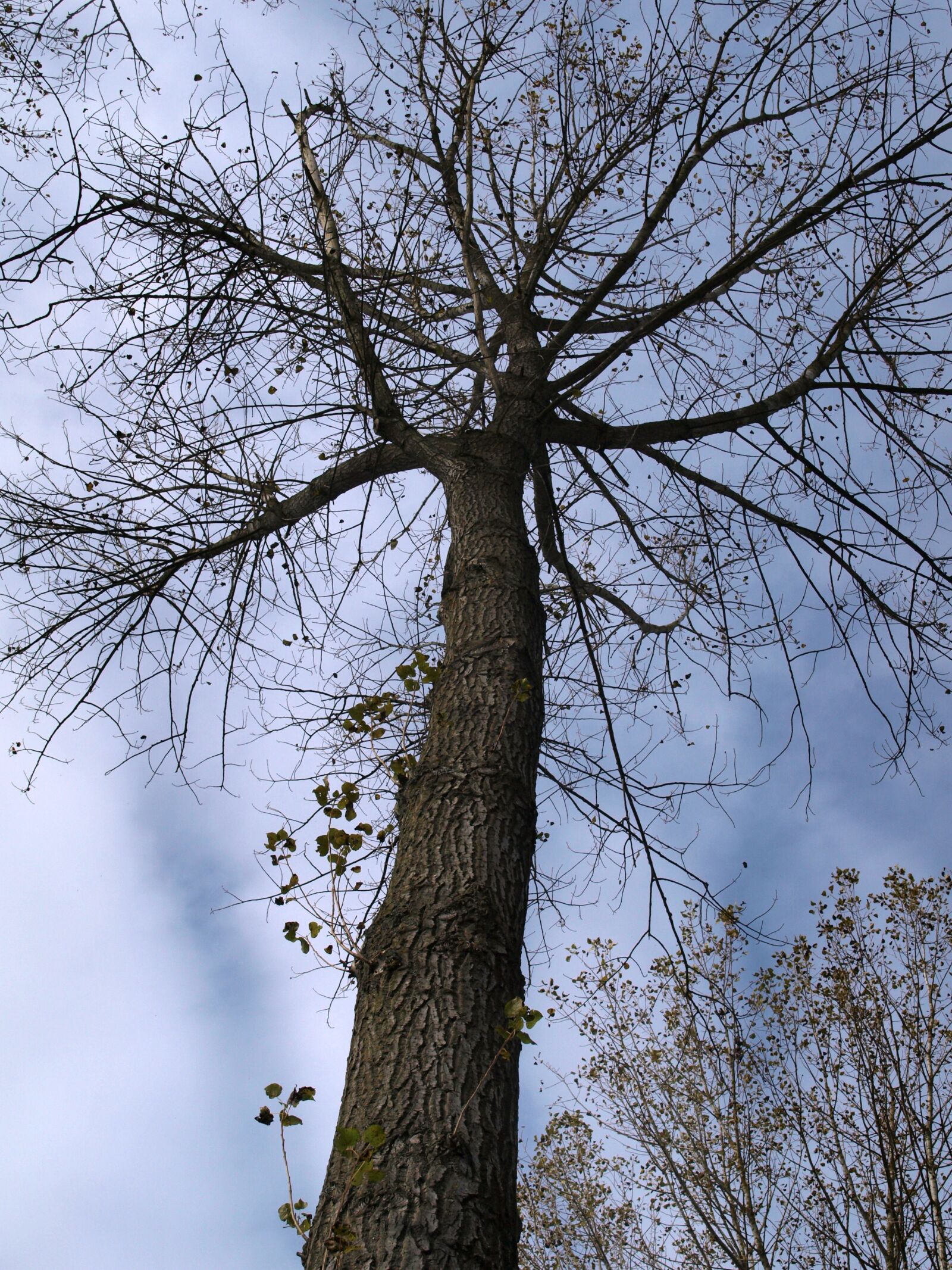 Olympus E-520 (EVOLT E-520) sample photo. Tree, leaves, autumn photography