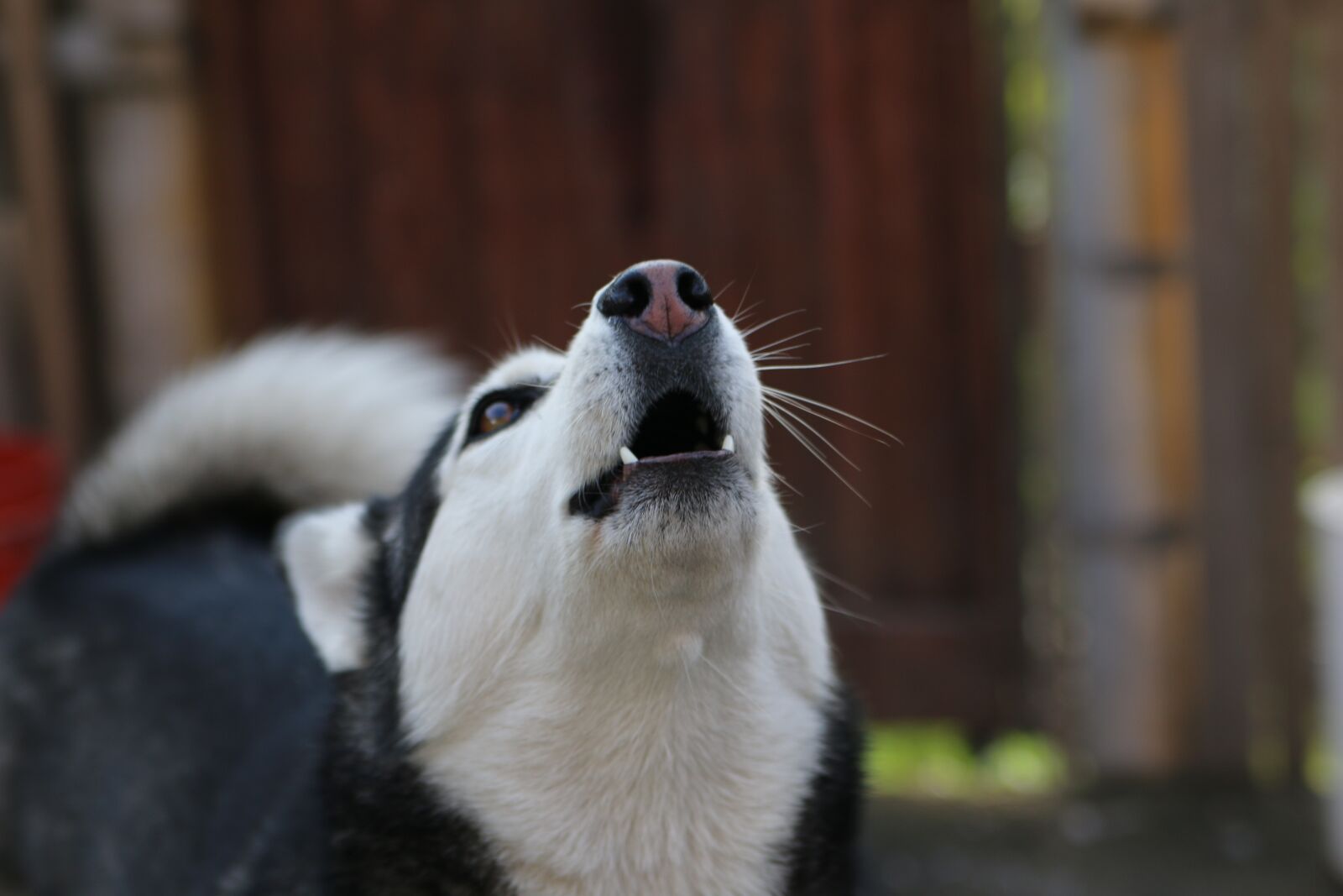 Canon EOS 70D sample photo. Wolf, siberian, husky photography
