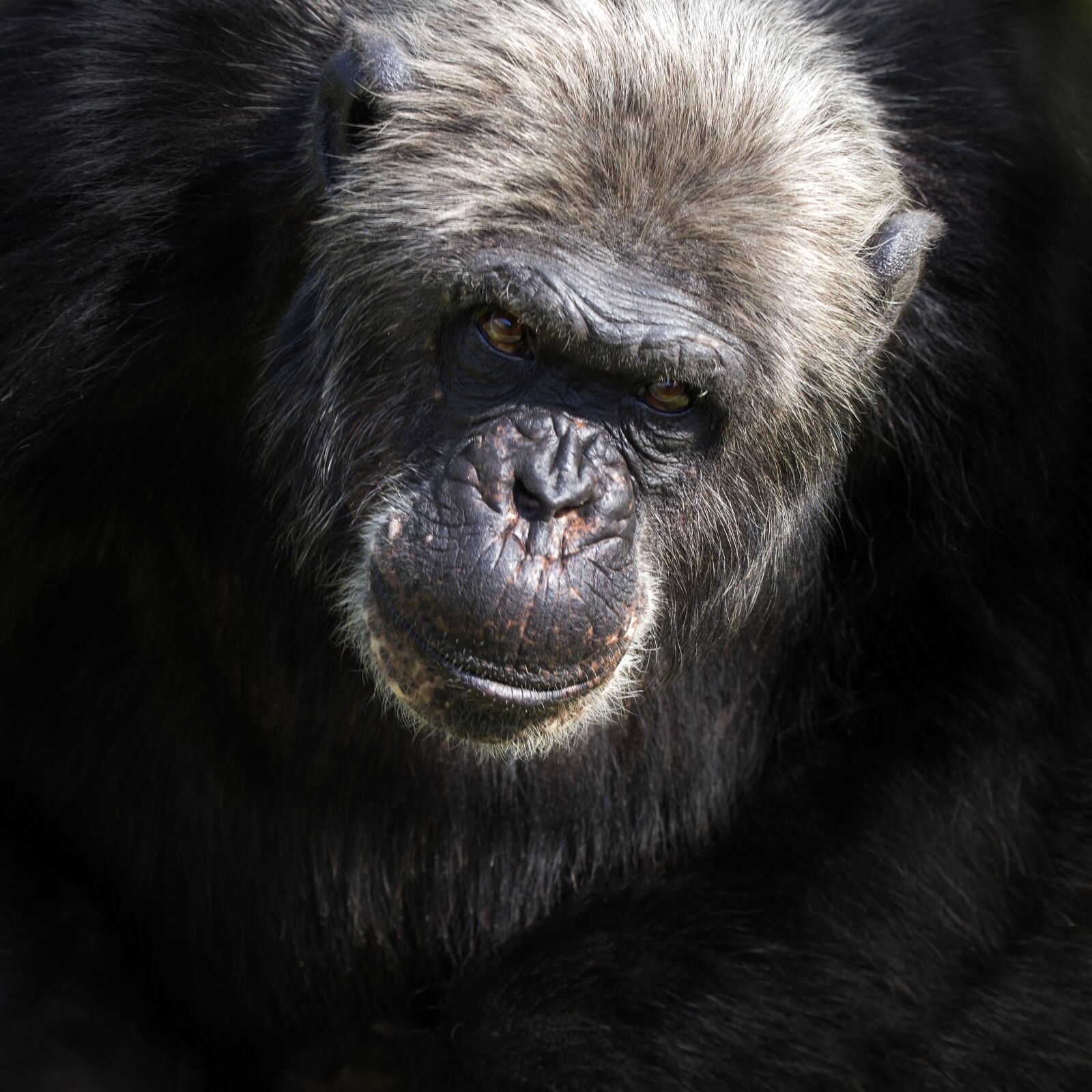 Tamron SP 150-600mm F5-6.3 Di VC USD sample photo. Monkey, animal, chimpanzee photography