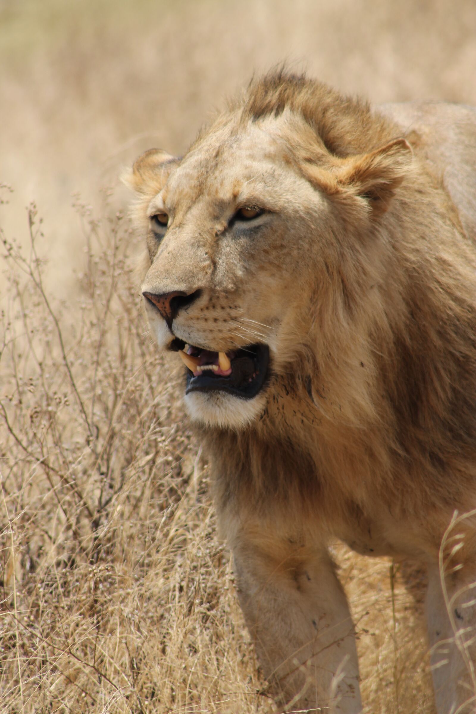 Canon EOS 1100D (EOS Rebel T3 / EOS Kiss X50) + Canon EF75-300mm f/4-5.6 sample photo. Lion, africa, ngorongoro photography