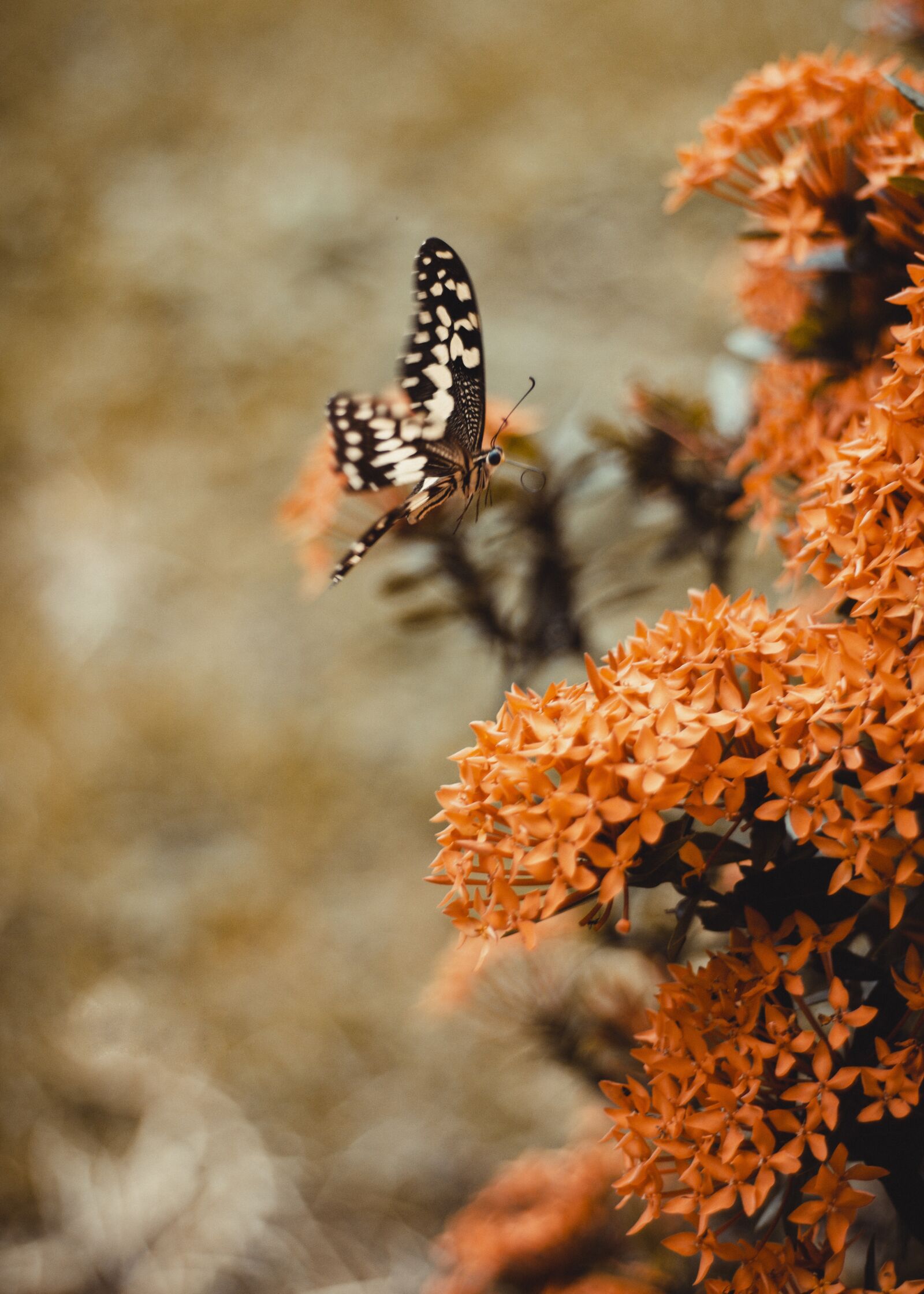 Canon EOS 700D (EOS Rebel T5i / EOS Kiss X7i) + Canon EF 50mm F1.8 STM sample photo. Africa, ghana, butterfly photography