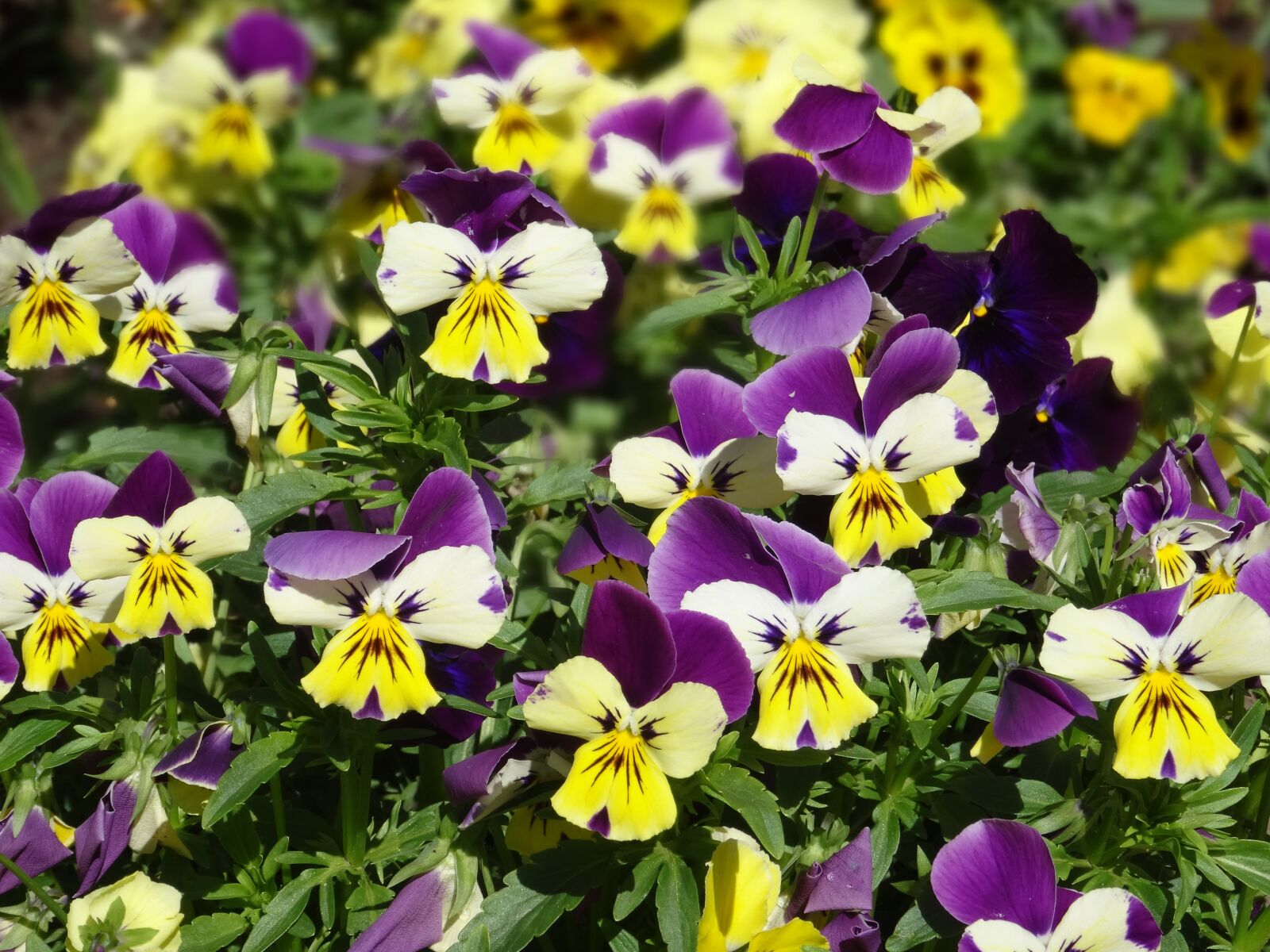 Sony DSC-HX50 sample photo. Violets, flowers, pridoda photography