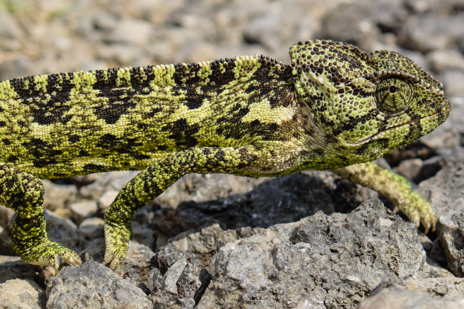 Nikon D5300 sample photo. Chameleon, animal, nature photography