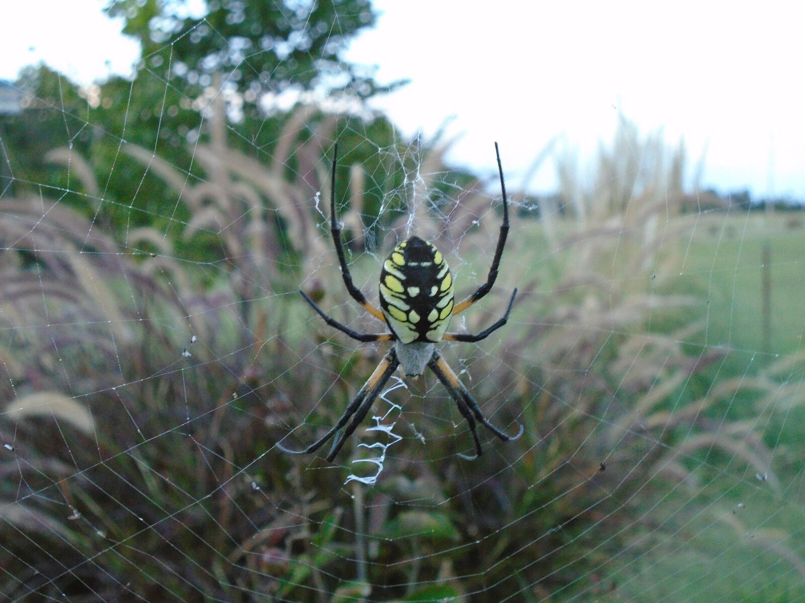 Sony Cyber-shot DSC-W800 sample photo. Spider, creepy, nature photography