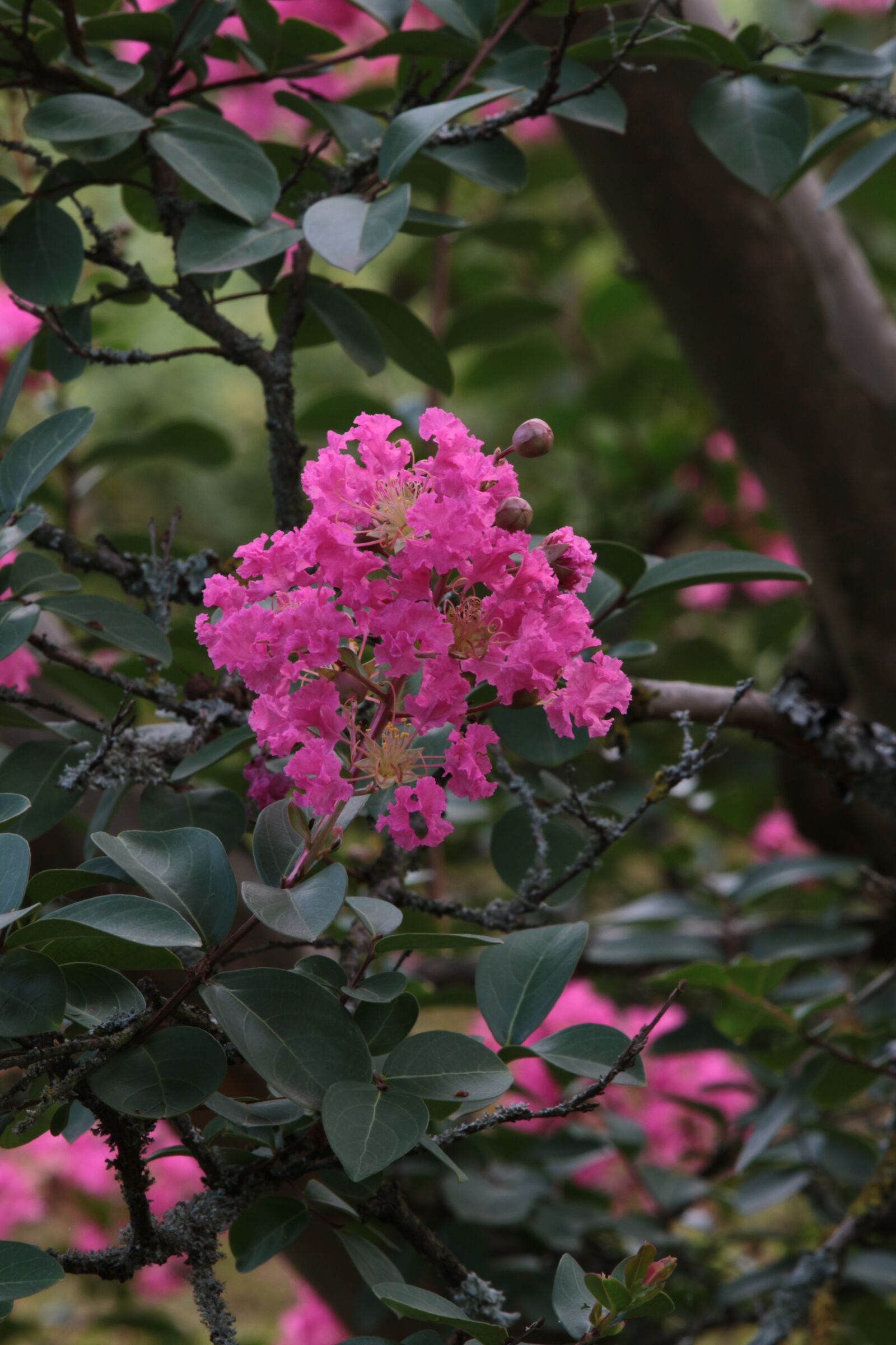 Canon EOS 100D (EOS Rebel SL1 / EOS Kiss X7) sample photo. Branch, single flower, tree photography
