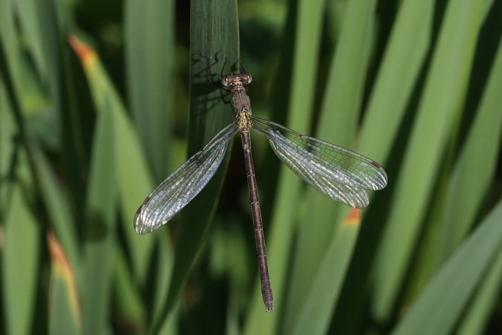 Tamron SP 90mm F2.8 Di VC USD 1:1 Macro sample photo. Dragonfly, grass, insect photography