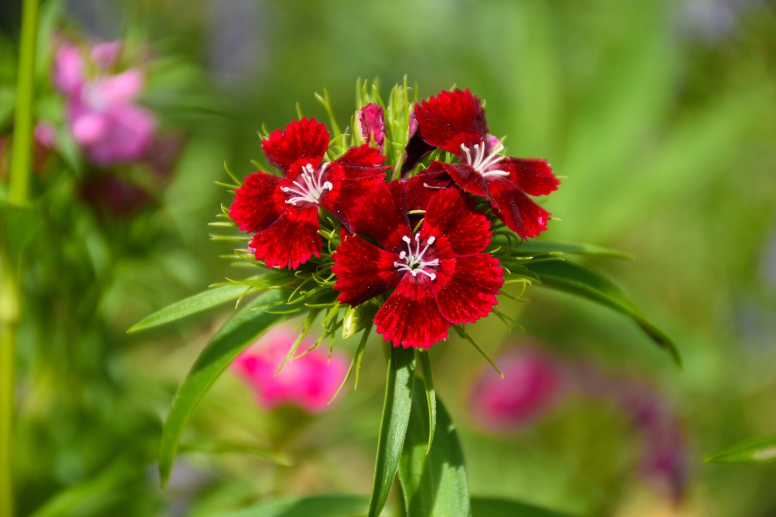 Nikon D5500 sample photo. Nature, flower, plant photography
