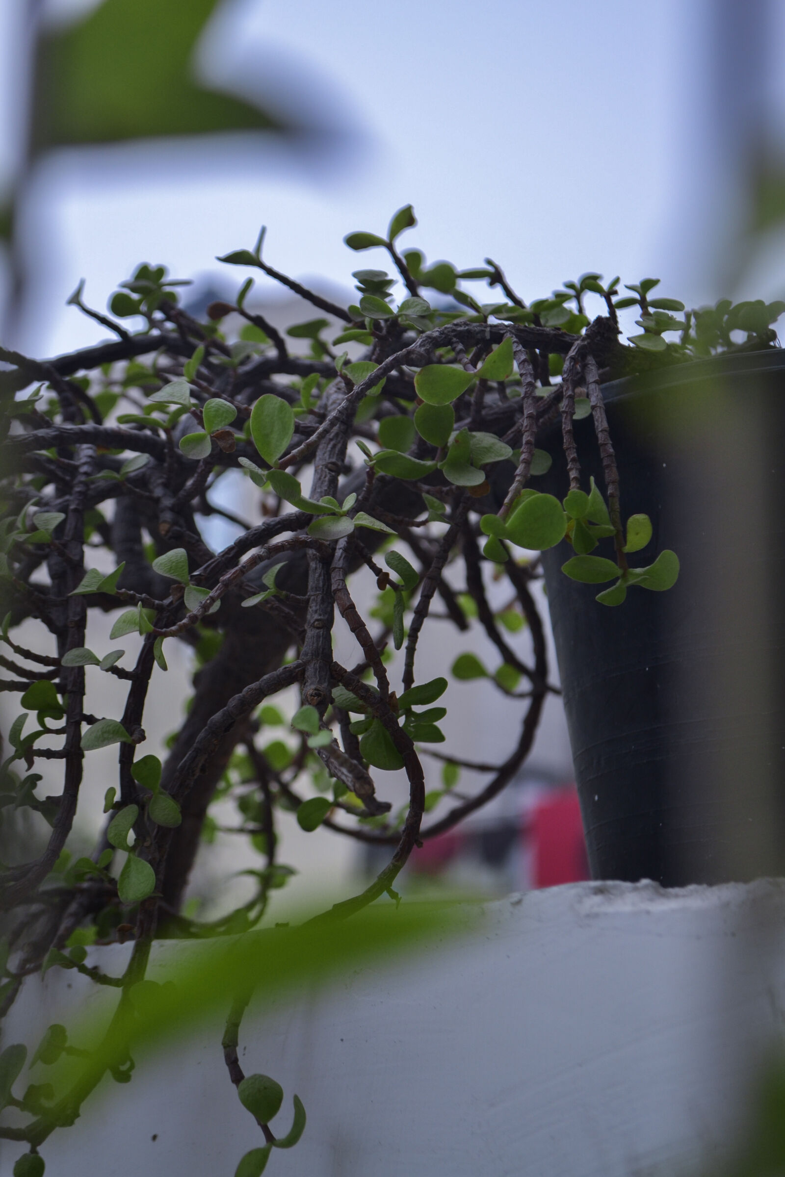 Nikon D3100 sample photo