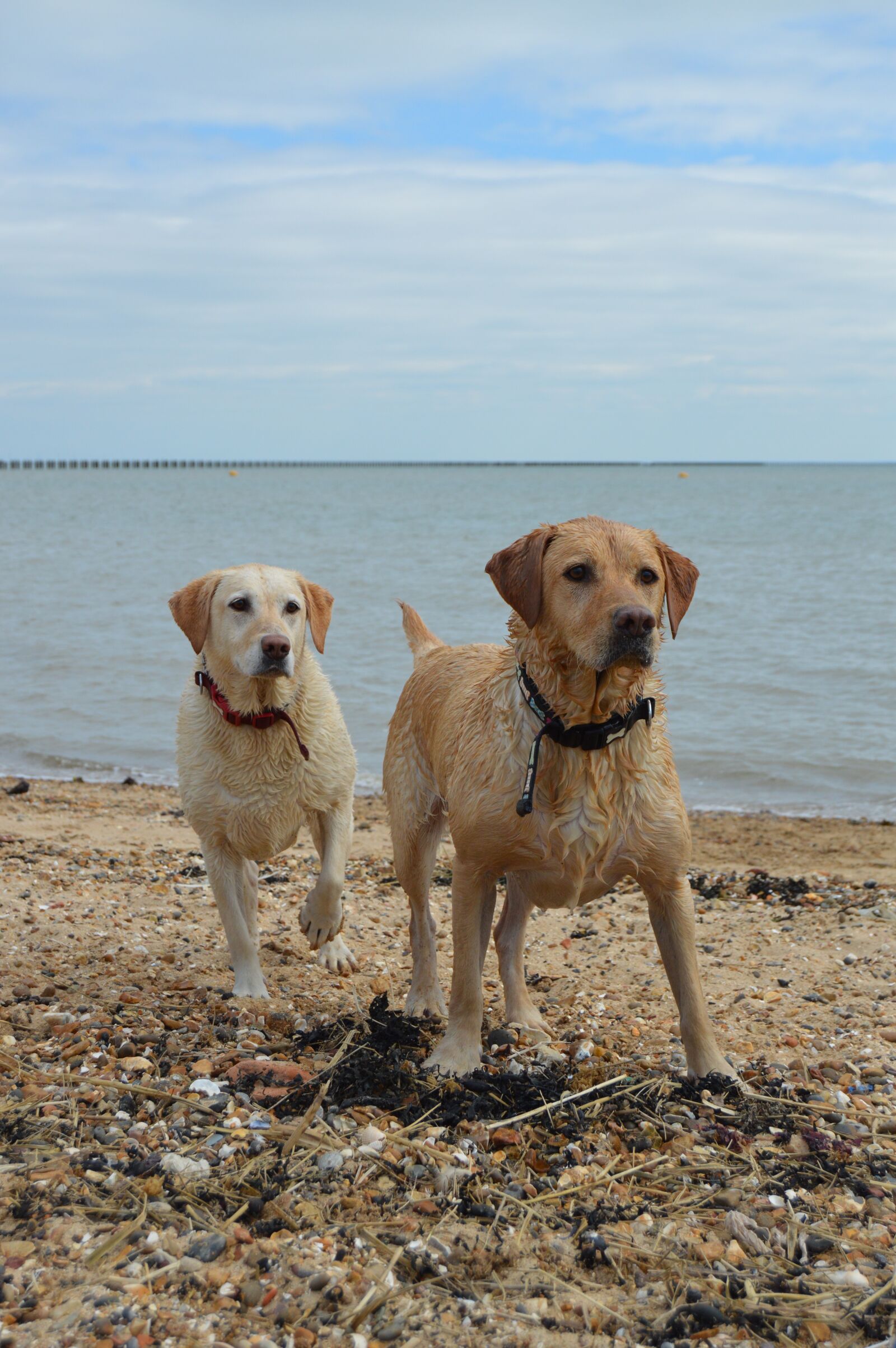 Nikon D3200 sample photo. Pet, summer, animal photography